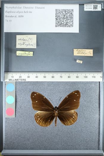 Media type: image;   Entomology 159492